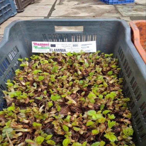 Imported Strawberry Frigo Plant